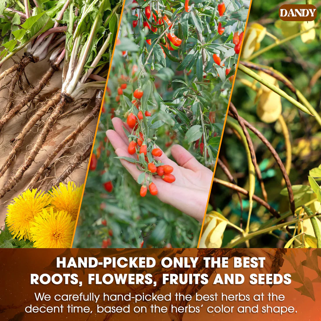 Dandelion Wolfberry Tea