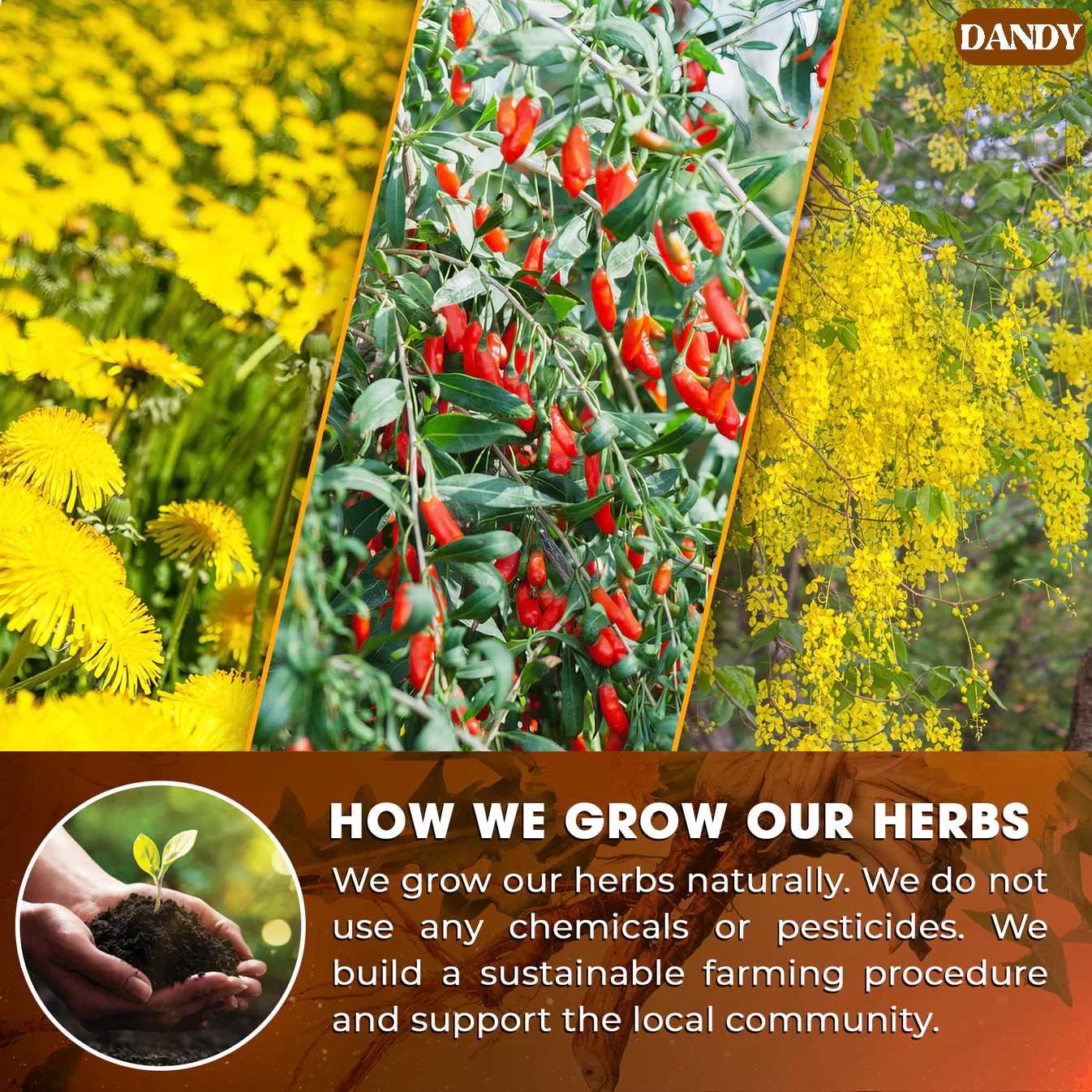 Dandelion Wolfberry Tea